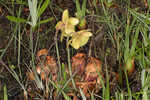 Purple pitcherplant